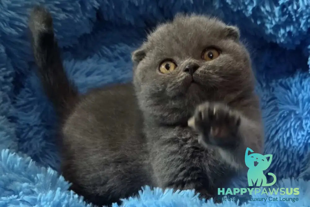 Tyson Scottish Fold male blue - live animals