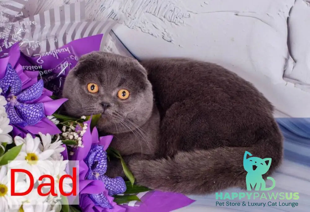 Tyson Scottish Fold male blue - live animals