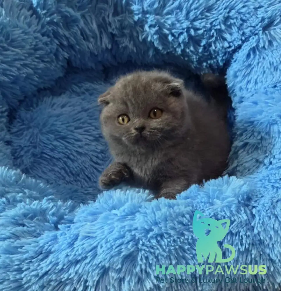 Tyson Scottish Fold male blue - live animals