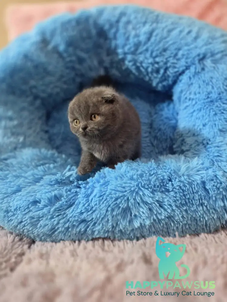 Tyson Scottish Fold male blue - live animals