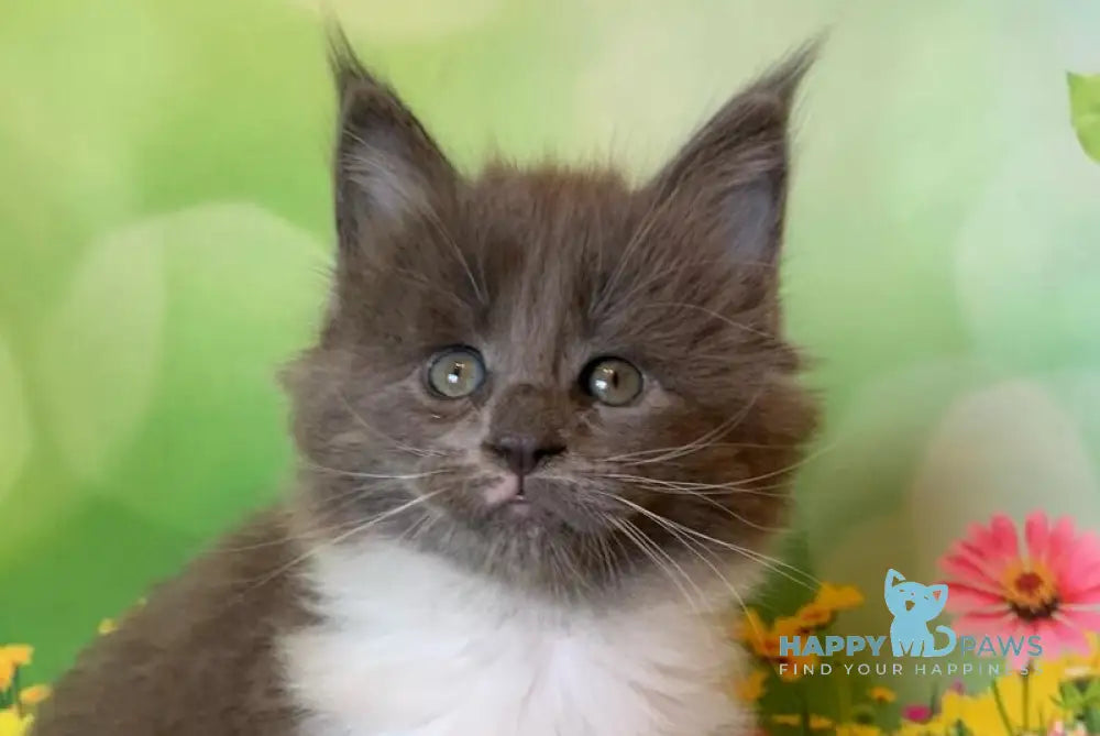 Uarkhan Maine Coon female blue bicolour live animals