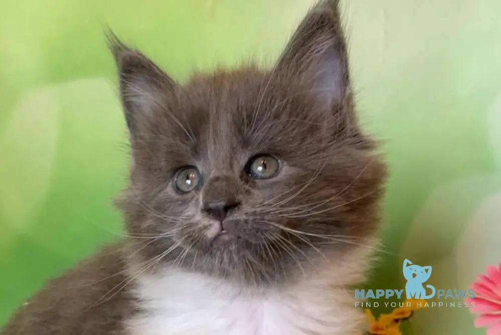 Uarkhan Maine Coon female blue bicolour live animals