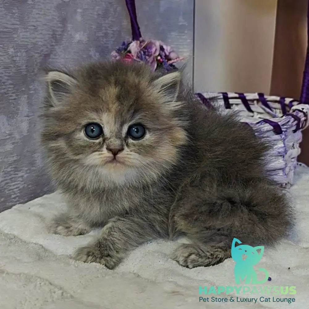 Udacha British Longhair female blue tortie - live animals