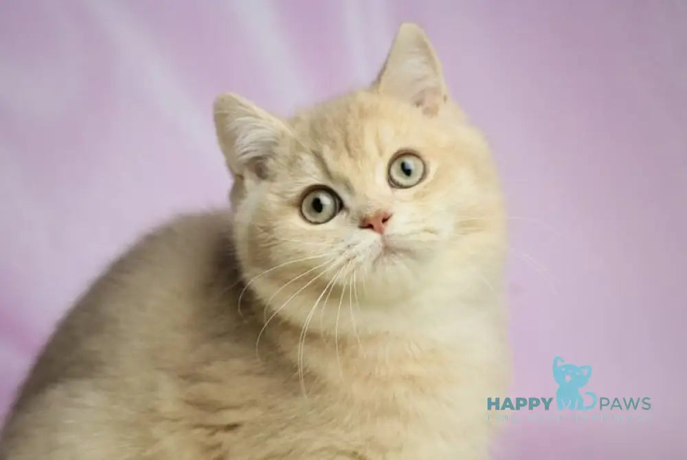 Udgin British Shorthair male lilac golden shaded live animals
