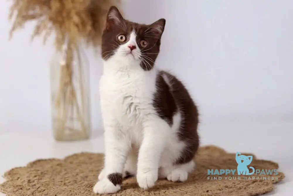 Udgina British Shorthair female chocolate bicolour live animals