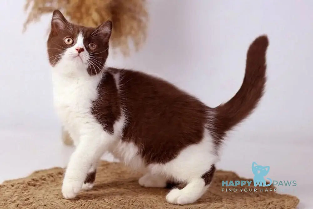 Udgina British Shorthair female chocolate bicolour live animals