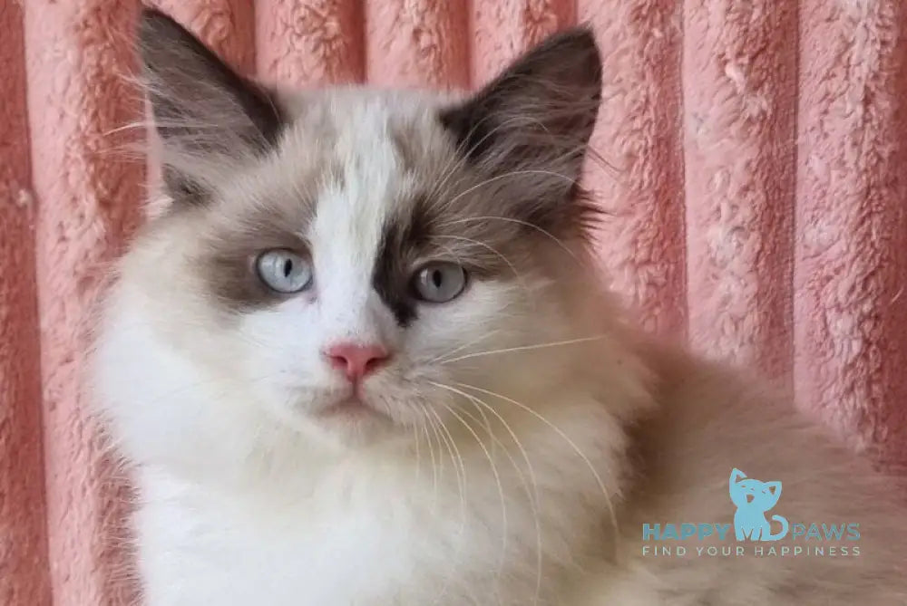Udjyn Siberian male black pointed with white live animals