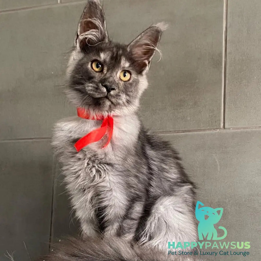Udmurtia Maine Coon female black silver with white - live animals