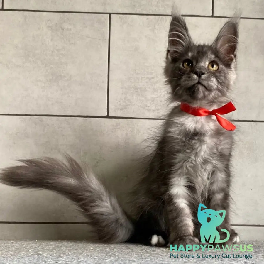 Udmurtia Maine Coon female black silver with white - live animals
