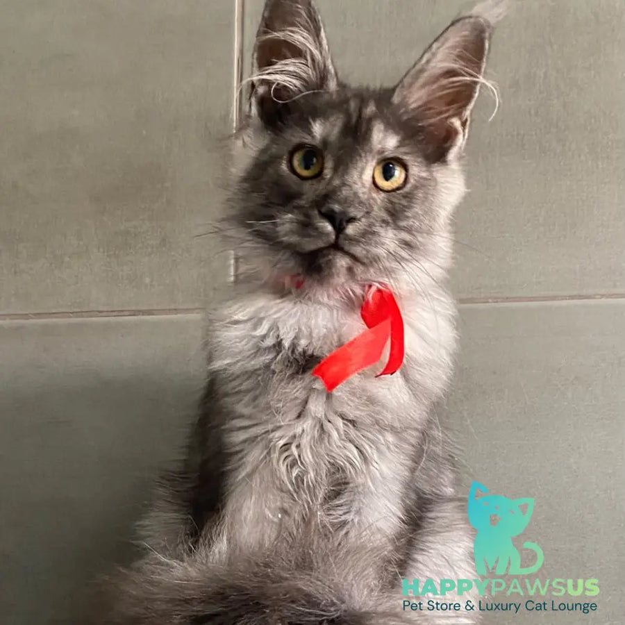 Udmurtia Maine Coon female black silver with white - live animals