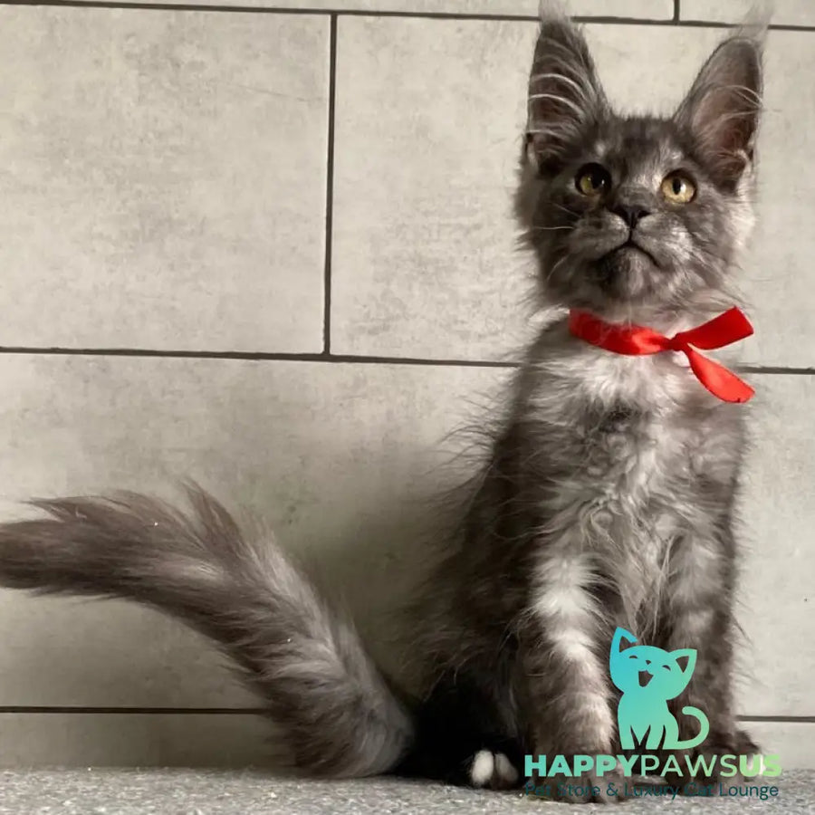 Udmurtia Maine Coon female black silver with white - live animals