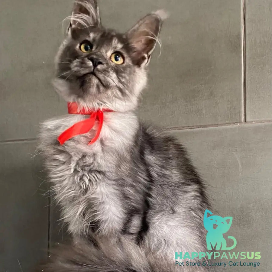 Udmurtia Maine Coon female black silver with white - live animals