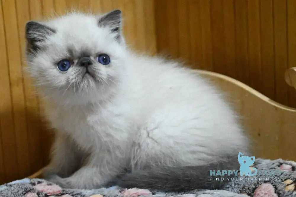 Udo Exotic male blue pointed live animals