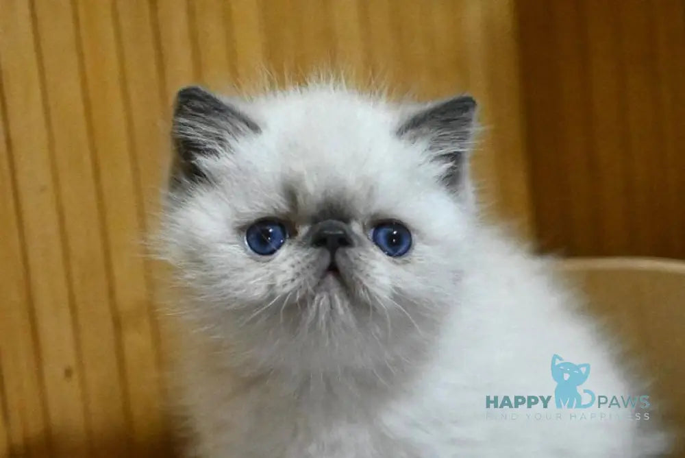 Udo Exotic male blue pointed live animals