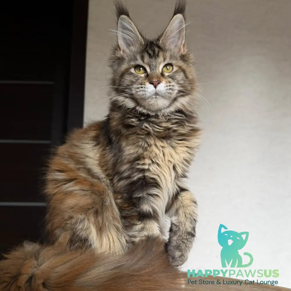 Ufina Maine Coon female black tortie tabby - live animals