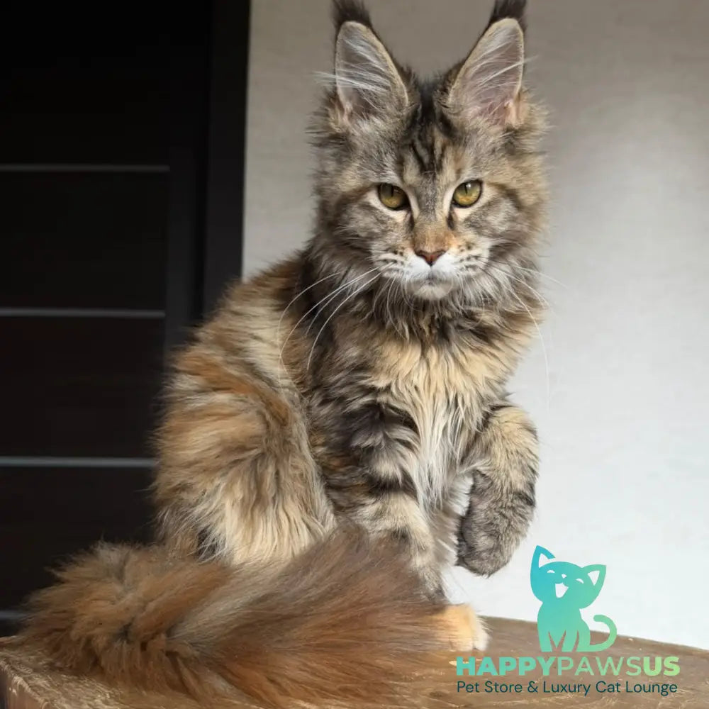 Ufina Maine Coon female black tortie tabby - live animals
