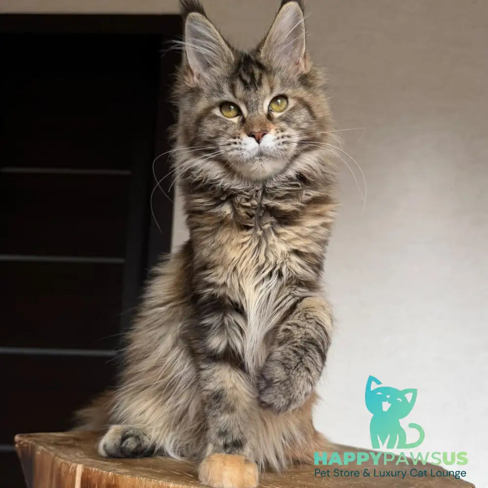 Ufina Maine Coon female black tortie tabby - live animals