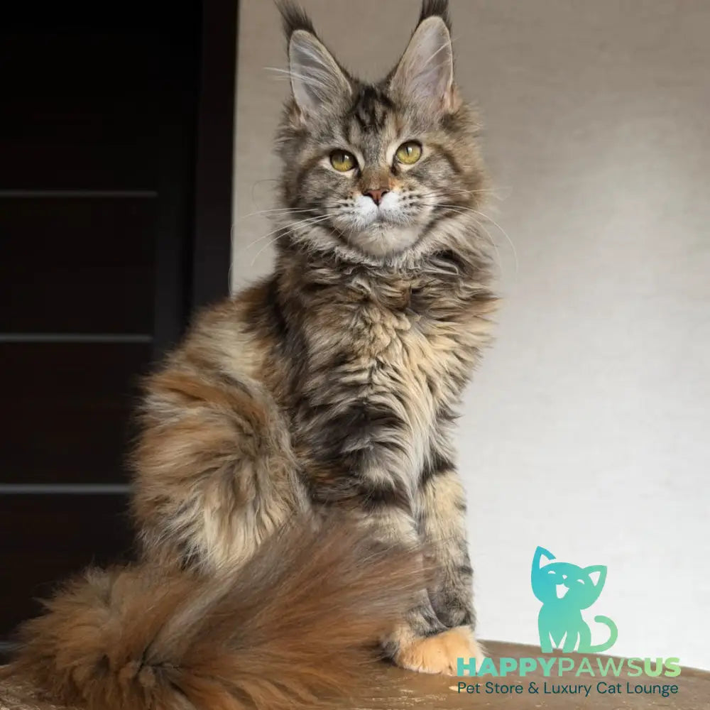 Ufina Maine Coon female black tortie tabby - live animals