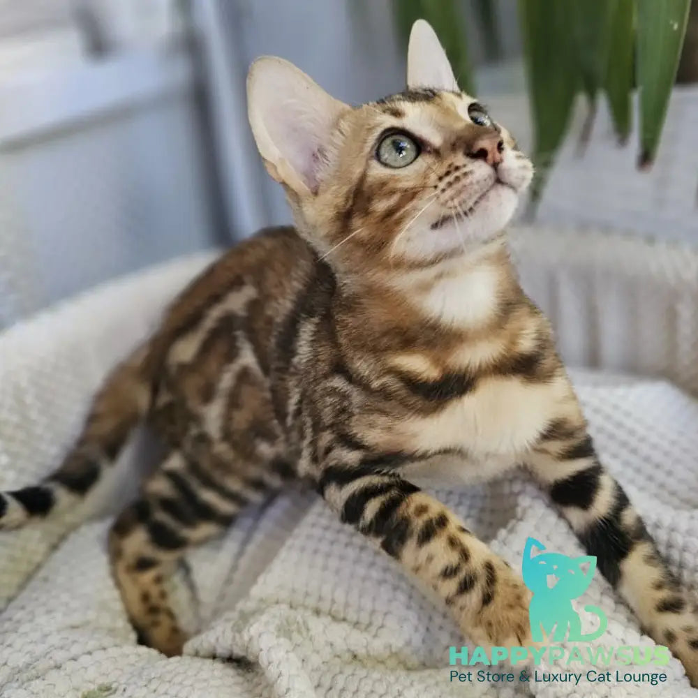 Ugo Bengal male black spotted tabby - live animals