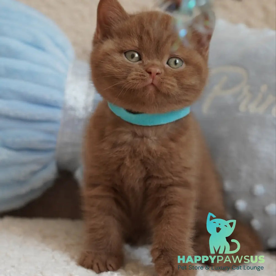 Ugo British Shorthair male cinnamon - live animals