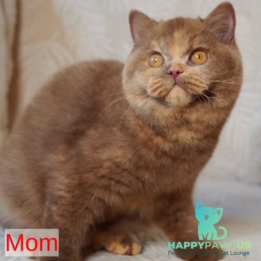 Ugo British Shorthair male cinnamon - live animals