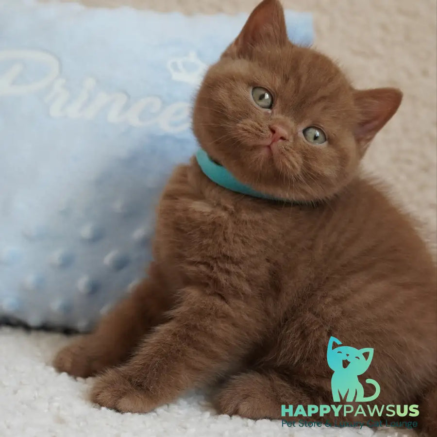 Ugo British Shorthair male cinnamon - live animals
