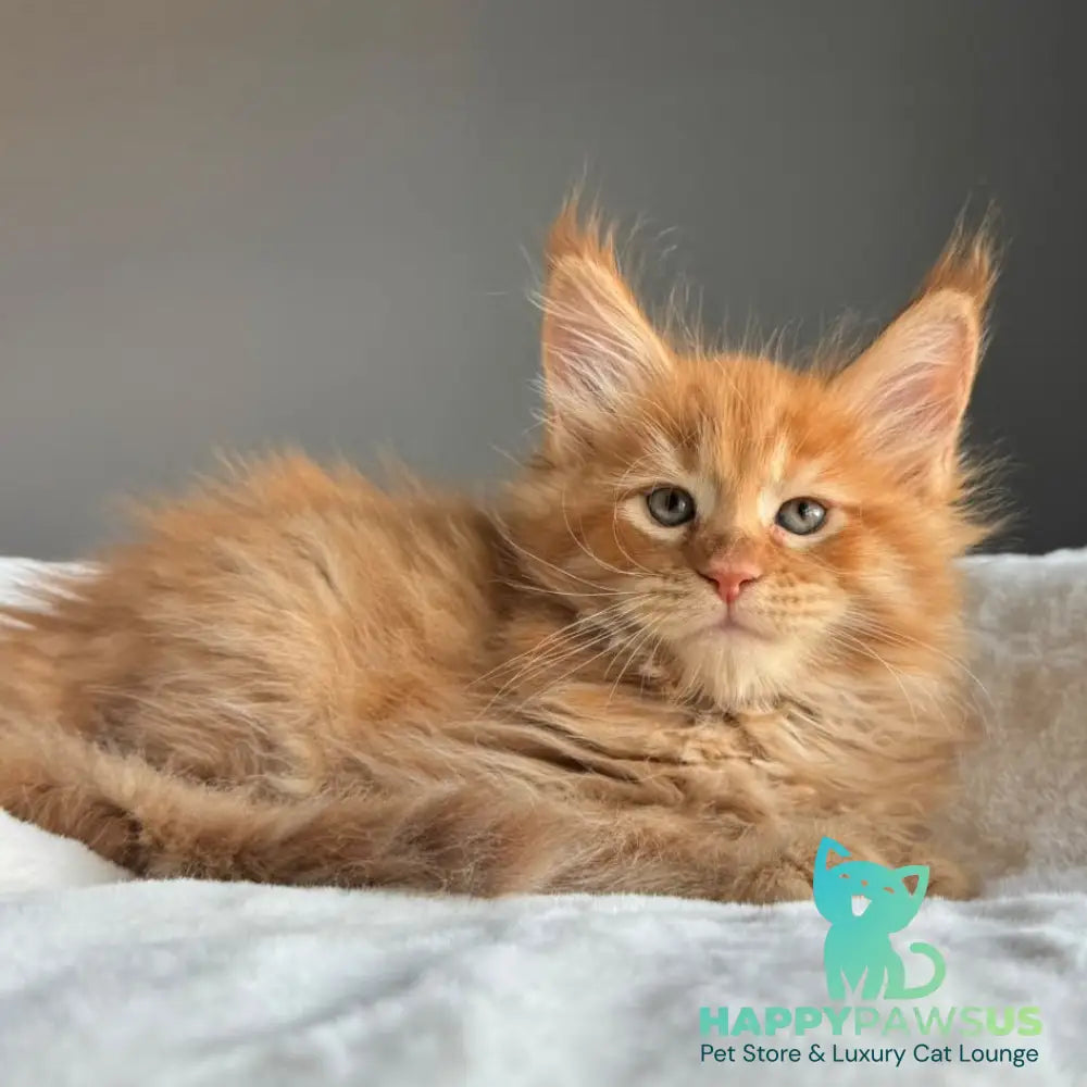 Ugo Maine Coon male red spotted tabby - live animals