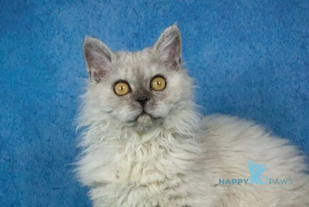 Ugo Selkirk Rex male black smoky live animals