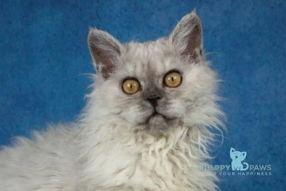 Ugo Selkirk Rex male black smoky live animals
