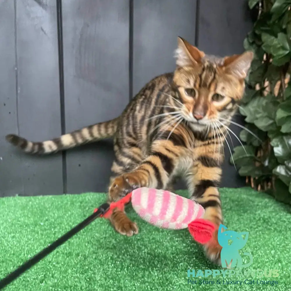 Ugo Toyger male black tabby - live animals