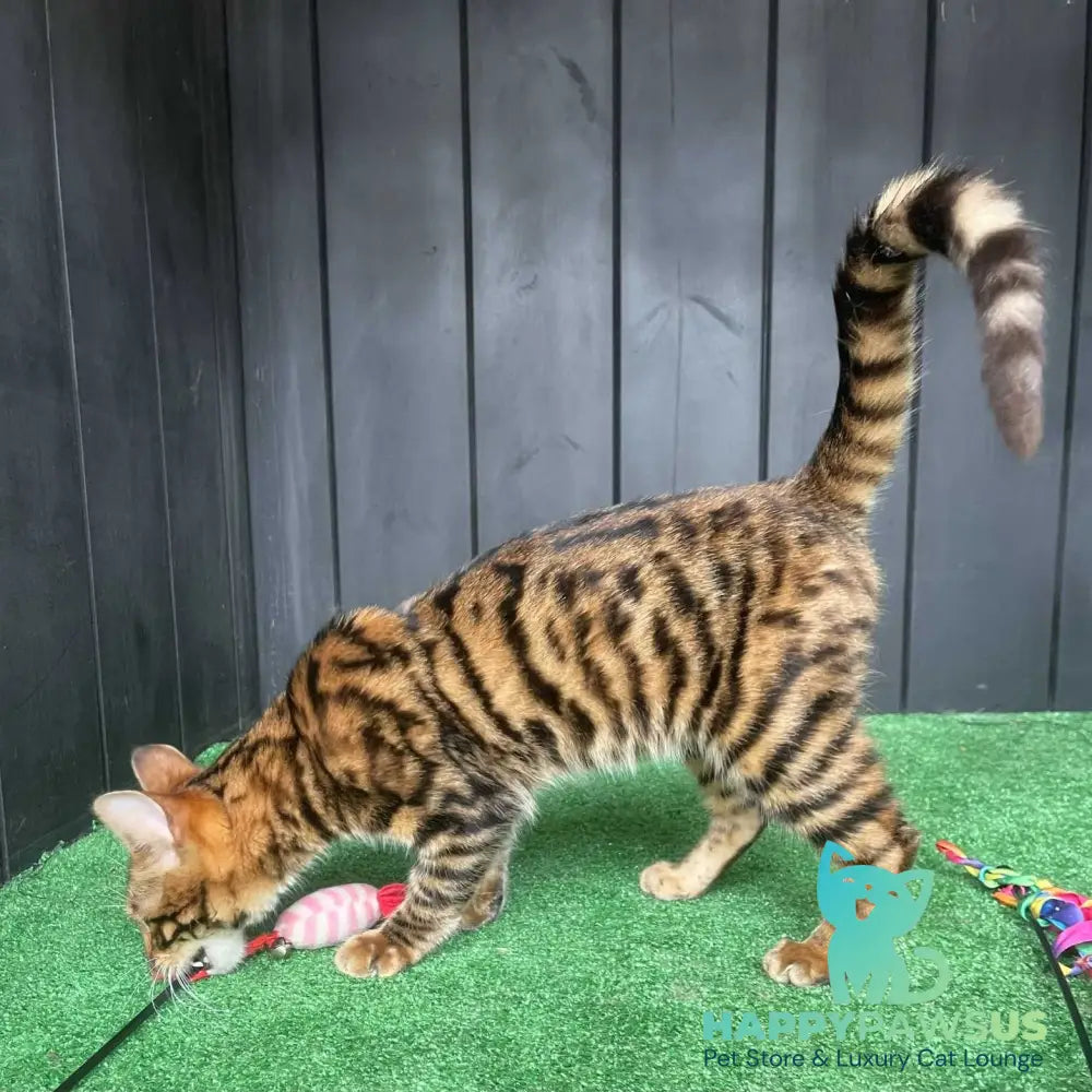 Ugo Toyger male black tabby - live animals