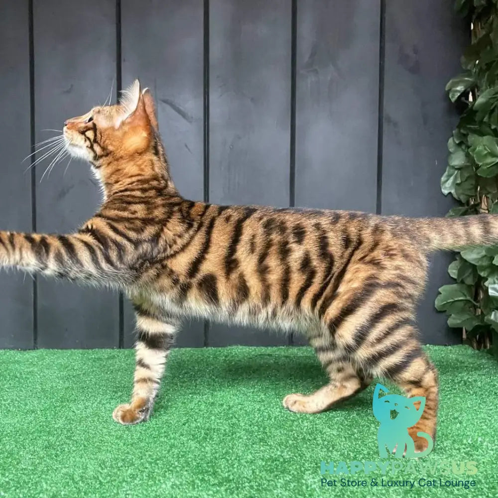 Ugo Toyger male black tabby - live animals
