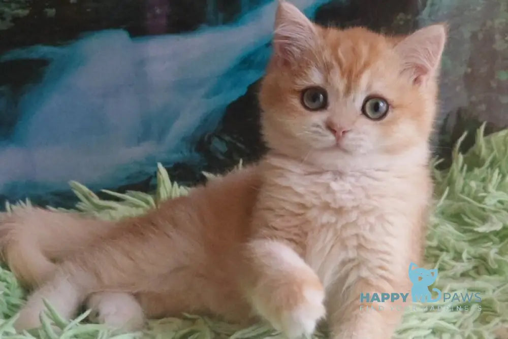 Uill British Shorthair male black golden shaded live animals