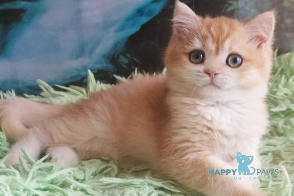 Uill British Shorthair male black golden shaded live animals