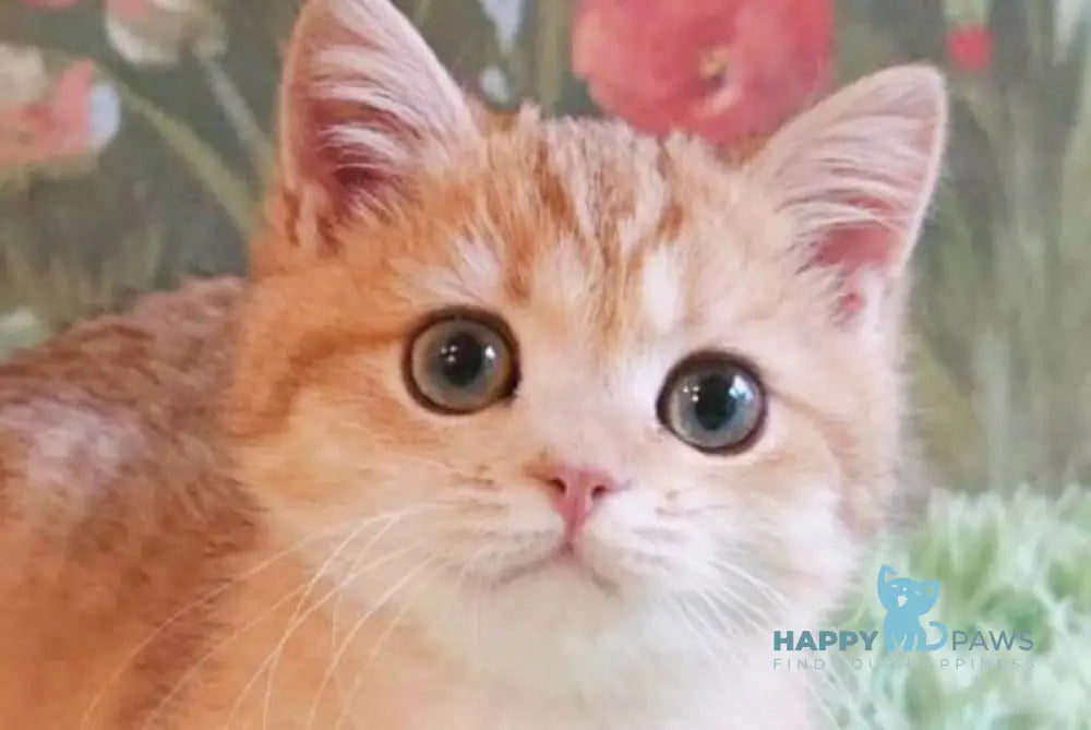 Uilliam British Shorthair male black golden shaded live animals