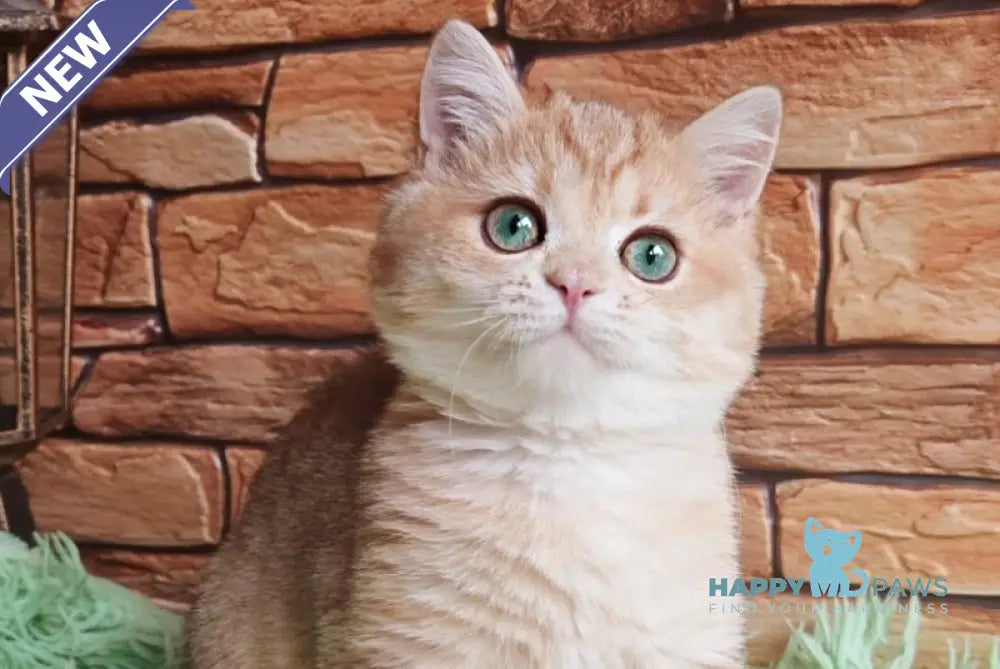 Uilliam British Shorthair male black golden spotted tabby live animals