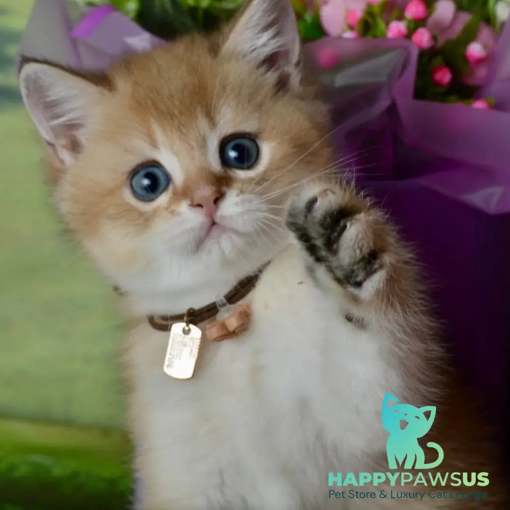 Uinston British Shorthair male black golden shaded - live animals