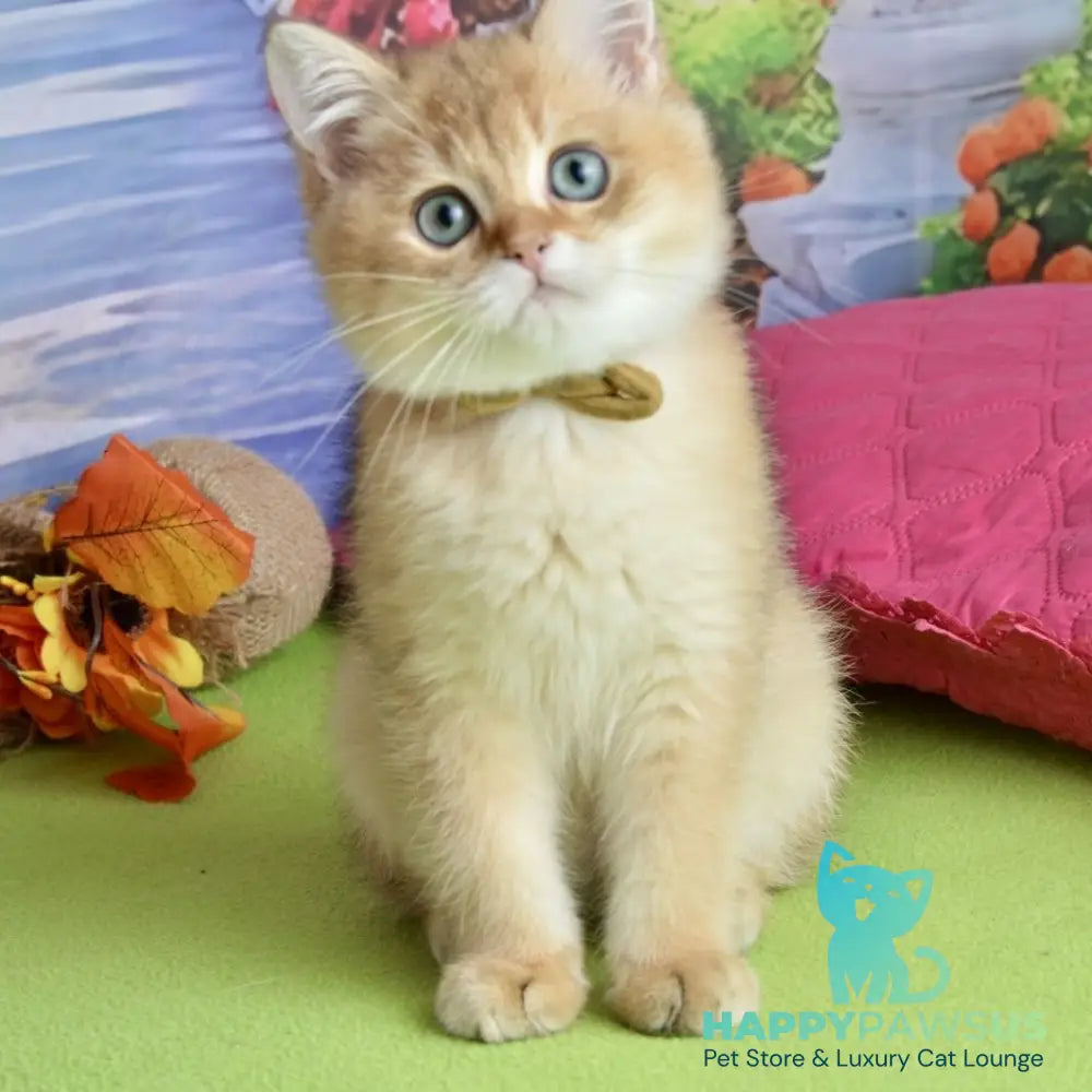 Uinston British Shorthair male black golden shaded - live animals
