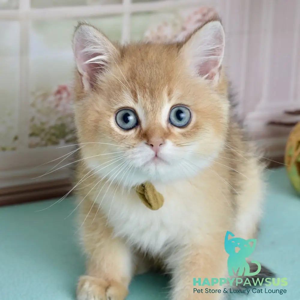 Uinston British Shorthair male black golden shaded - live animals