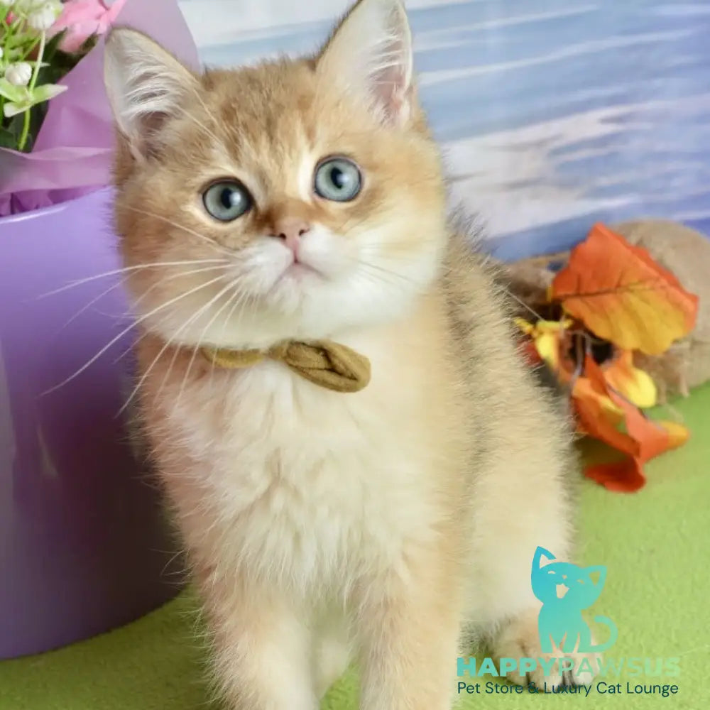 Uinston British Shorthair male black golden shaded - live animals