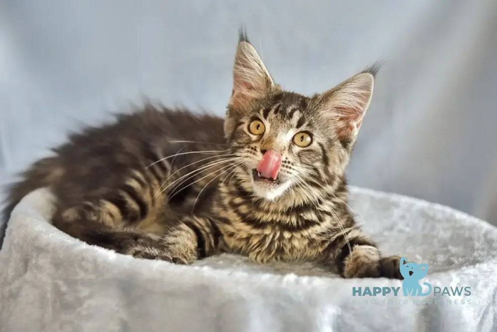 Uitni Maine Coon female black tabby live animals