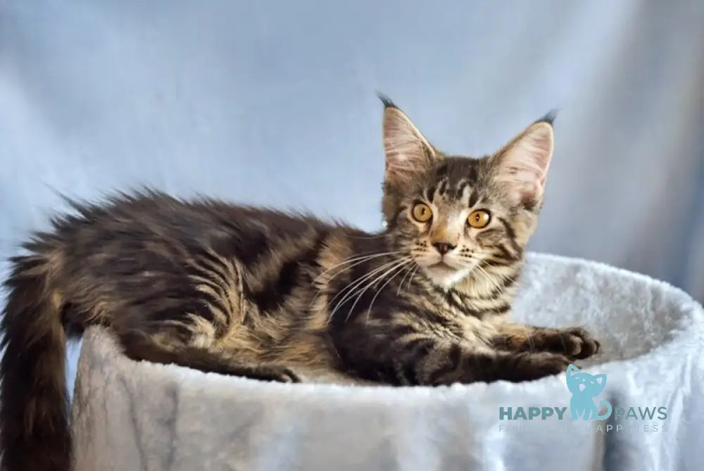 Uitni Maine Coon female black tabby live animals