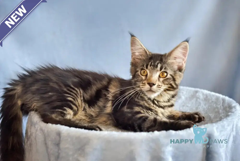 Uitni Maine Coon female black tabby live animals
