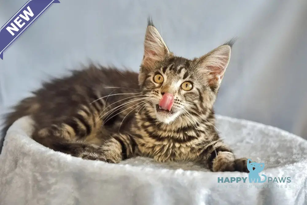 Uitni Maine Coon female black tabby live animals