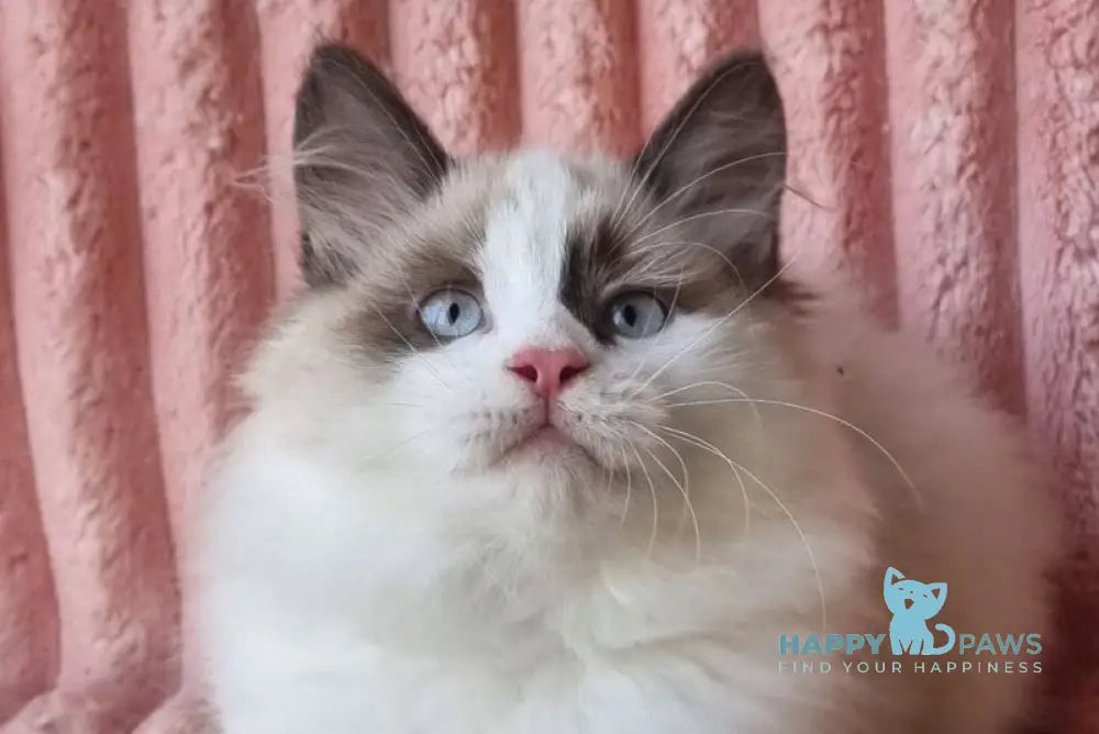 Ujin Siberian male seal tabby with white bicolour live animals