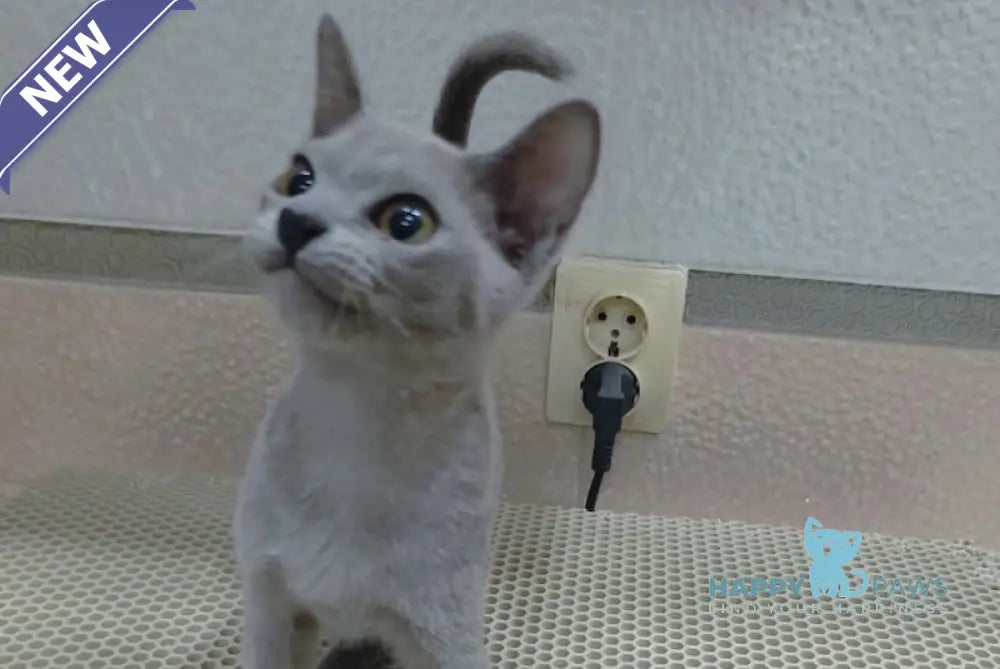 Uki Burmese female blue live animals