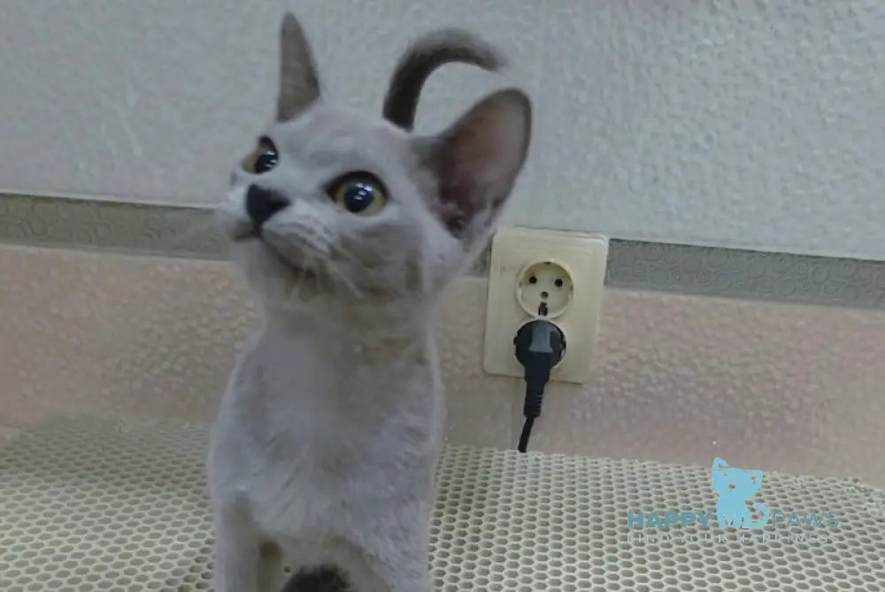 Uki Burmese female blue live animals