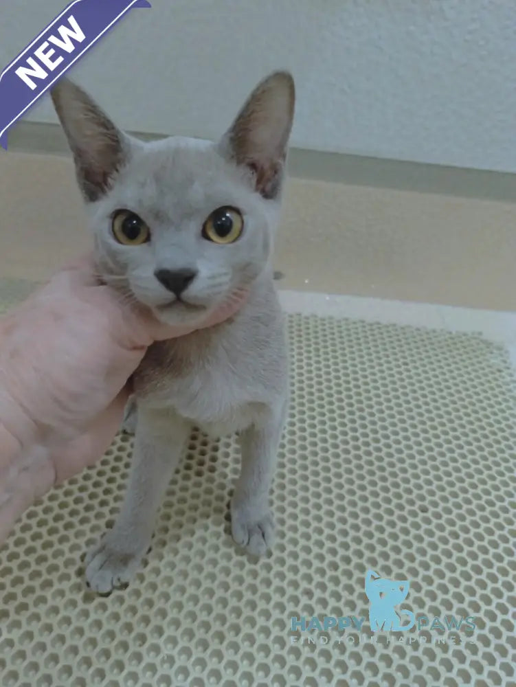 Uki Burmese female blue live animals