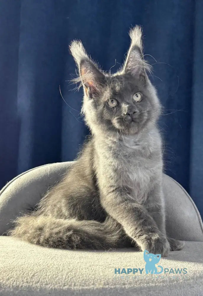 Ukka Maine Coon female blue silver live animals