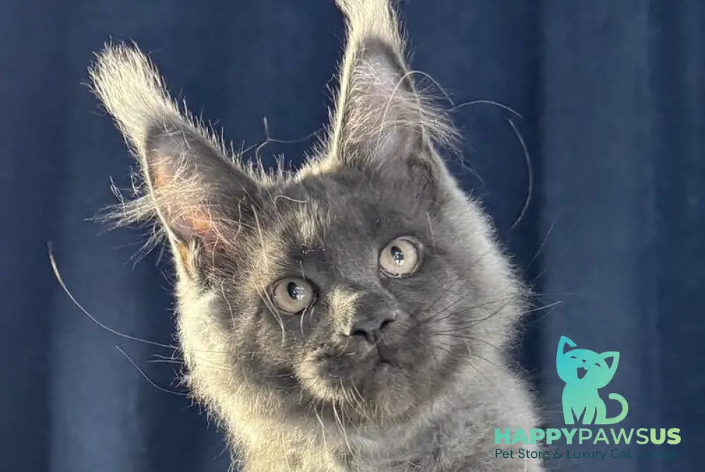 Ukka Maine Coon female blue silver live animals